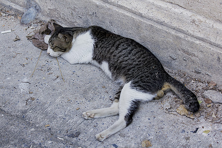 一只猫睡在地上橙子休息头发哺乳动物猫咪爪子姿势尾巴地面小猫图片