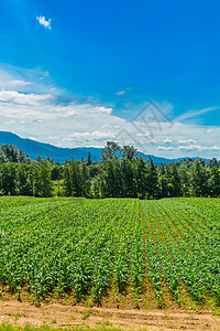 山地和蓝天空背景的农民田 不列颠哥伦比亚省 加拿大国家收成植物筒仓天空蓝色玉米生长农田牧场图片