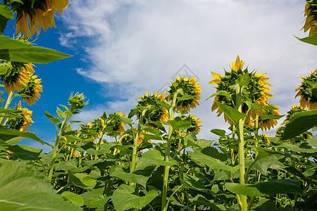 阳光明媚的夏日 向日葵在田地上播种 向日葵种子生长花瓣种植园叶子晴天天空农村植物群植物场地图片