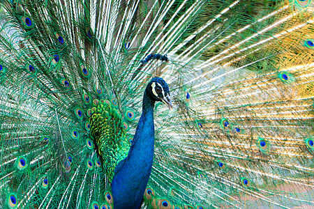 美丽整洁的雄性孔雀张开尾巴与雌性尾巴调情热带男性荒野展览动物群仪式动物动物园展示羽毛图片
