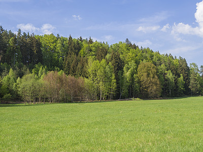 郁郁葱葱的绿草 新鲜的落叶和云杉林 蓝天白云背景 复制空间的田园诗般的春天景观图片