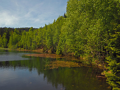 森林湖 有新鲜绿树图片