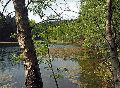 森林湖 带树枝和树叶图片