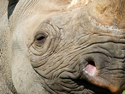 一整条框架 紧贴着一只黑犀牛的脸 眼睛和角鼻孔荒野野生动物皱纹公园旅游皮肤食草濒危国家图片