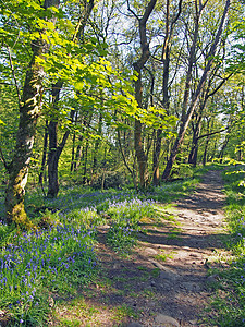 一条林地道路 穿过一片野生的英国蓝铃和充满活力 阳光明媚的泉水尖树的地毯而运行图片
