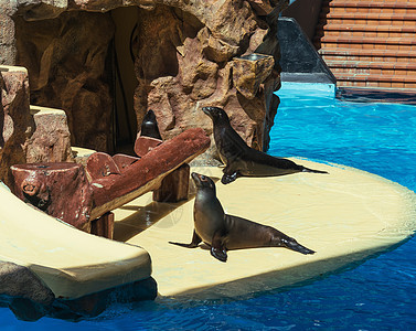 演示前在游泳池周围的海豹图片