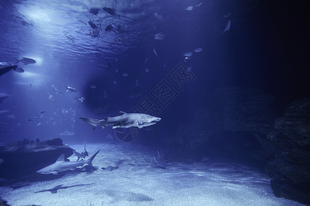 被鱼包围的海洋中的虎鲨热带游泳水族馆动物群生活老虎危险动物洞穴鲨鱼图片