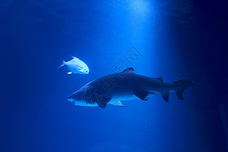被鱼包围的海洋中的虎鲨浅滩热带护士动物洞穴水族馆危险荒野老虎鲨鱼图片