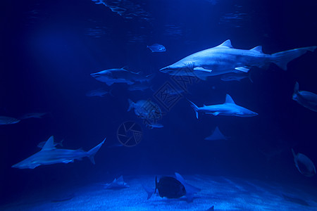 被鱼包围的海洋中的虎鲨洞穴鲨鱼危险热带老虎生活水族馆野生动物动物游泳图片