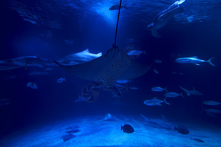 被鱼包围的海洋中的虎鲨热带危险老虎水族馆荒野鲨鱼浅滩游泳洞穴动物群图片