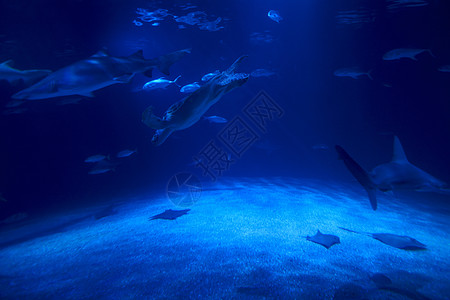 海洋中一组海洋动物群异国水域水族馆荒野危险潜水引擎盖情调热带野生动物图片
