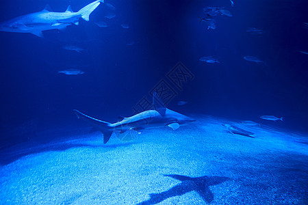 被鱼包围的海洋中的虎鲨护士野生动物水族馆动物老虎热带洞穴鲨鱼浅滩危险图片