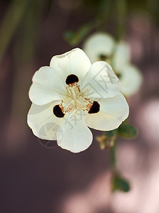 有黑花瓣的白花图片