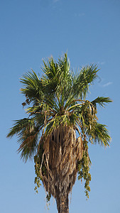 自然4K16 9移动壁纸 棕榈蓝色天空蓝天树叶墙纸电话图片