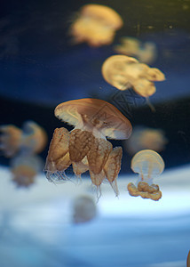 无刺的美杜莎 在海洋中 发光生物潜艇蓝色危险情调海蜇异国水族馆热带动物园图片