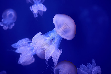 海洋中漂浮的白色水母群危险海蜇风险动物园动物生物蓝色毒素浮潜潜艇图片