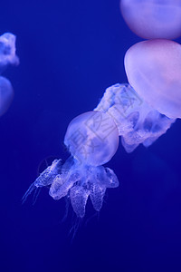 海洋中漂浮的白色水母群风险呼吸管生物野生动物动物园珊瑚冒险水族馆潜艇动物图片