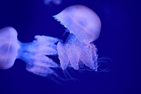 海洋中漂浮的白色水母群冒险潜艇毒素情调生物异国水族馆海蜇热带潜水图片