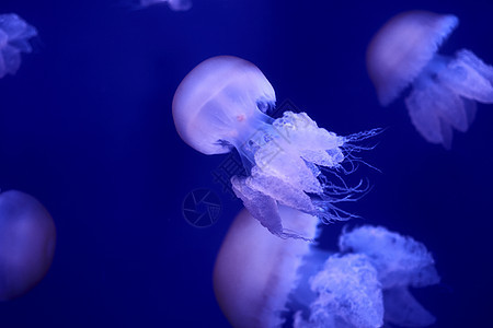 海洋中漂浮的白色水母群野生动物海蜇生物热带呼吸管动物毒素危险浮潜珊瑚图片