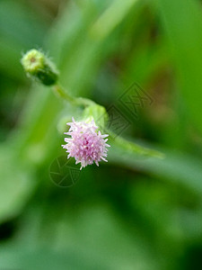 淡紫色流苏花 与自然背景 这种植物有一种特殊的香气 常被制成 urapurap 印度尼西亚沙拉 印度尼西亚人称之为草地热带剃须紫图片