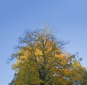 秋天大黄橙色树 蓝天空背景图片