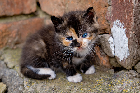蓝眼睛的小猫咪眼睛毛皮宠物蓝色哺乳动物猫科动物朋友动物猫咪小猫图片