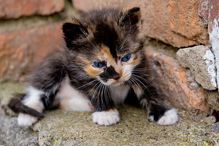 蓝眼睛的小猫咪婴儿猫科动物宠物哺乳动物猫咪眼睛小猫朋友动物黑色图片