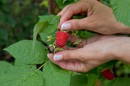 在草莓树上种植的红甜美成熟的浆果 关门农场食物水果季节采摘种植园生态收成叶子女士图片