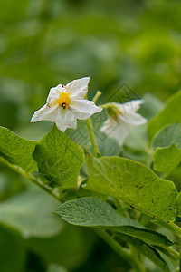 种植马铃薯的花朵 缝合植株乡村衬套蔬菜植物群花园白色土豆绿色收成图片