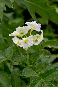 种植马铃薯的花朵 缝合场地农业收成生态植物土豆叶子蔬菜植株白色图片