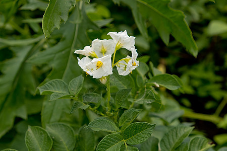 种植马铃薯的花朵 缝合土豆乡村白色花园植物场地叶子食物绿色收成图片
