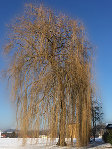 冬天哭泣的柳树季节性压力垂柳天堂梦幻季节绿色牧场天空蓝色图片