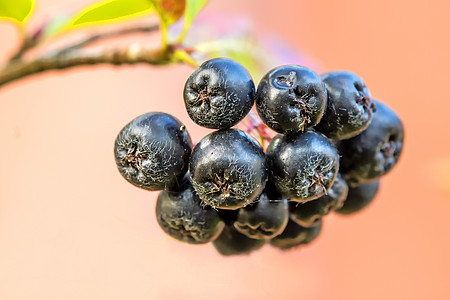 阿罗尼亚梅兰诺卡帕 树上成熟的萝米浆果食物绿色浆果黑果荒野水果衬套植物苦莓花园图片