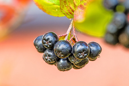 阿罗尼亚梅兰诺卡帕 树上成熟的萝米浆果浆果荒野黑果粉色宏观衬套花园苦莓植物食物图片
