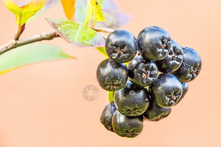 阿罗尼亚梅兰诺卡帕 树上成熟的萝米浆果食物宏观黑果荒野苦莓水果窒息粉色植物叶子图片