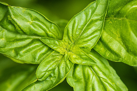 巴西尔 特写叶子芳香烹饪味道香料厨房生长植物树叶草本植物花园图片