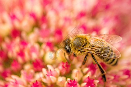 蜜蜂在永生的花朵上宏观花蜜香料晴天花瓣植物群植物学昆虫野生动物头发图片