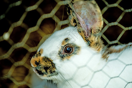 笼子里的家养兔子图片