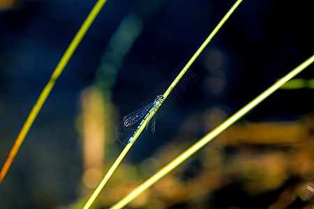 在池塘附近的草地上坐着蓝色野生动物叶子动物蜻蜓环境居住宏观昆虫男性图片