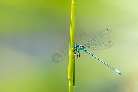 在池塘附近的草地上坐着宏观男性野生动物昆虫叶子环境蓝色蜻蜓居住动物图片