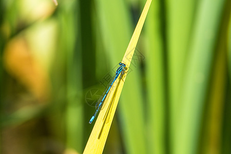 在池塘附近的草地上坐着男性蜻蜓蓝色动物居住昆虫环境宏观叶子野生动物图片