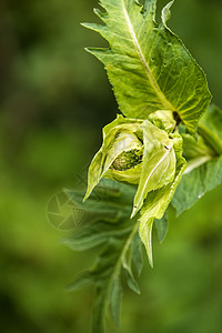 带闭花花的白菜食物蔬菜草本植物菊粉野花图片