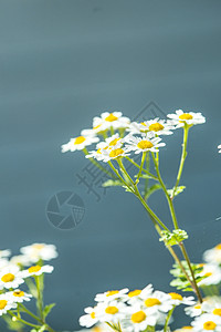 发热 配花的药用植物黄色植物群草本植物白色绿色菊花药品图片