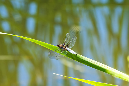 坐在池塘的广博追逐者居住宽体野生动物宏观白菜环境蜻蜓蓝色昆虫图片
