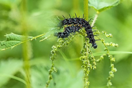 孔雀蝴蝶叶昆虫蝴蝶阳光环境黑色绿色野生动物活力叶子荨麻图片