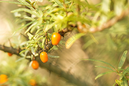 普通海桶角水果季节树木医疗荒野植物群植物学食物叶子植物红色图片