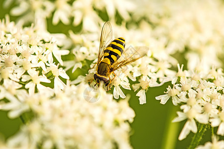 花朵上的悬浮飞行野生动物昆虫花蜜荒野翅膀生物眼睛宏观花粉白色图片
