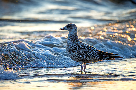 日出时在波罗的海海滨的海鸥上动物群背光野生动物海滩动物晴天太阳海洋冲浪图片