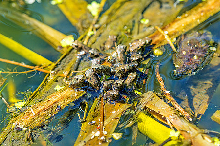 池塘中的青蛙后代团体两栖环境动物季节性动物群林蛙棕色荒野图片