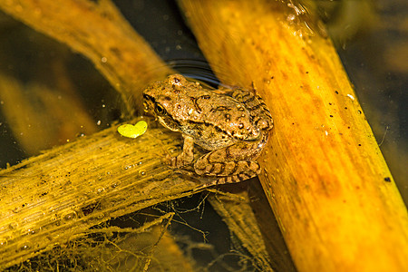 池塘中的青蛙环境棕色荒野季节性动物群两栖后代蟾蜍野生动物动物图片